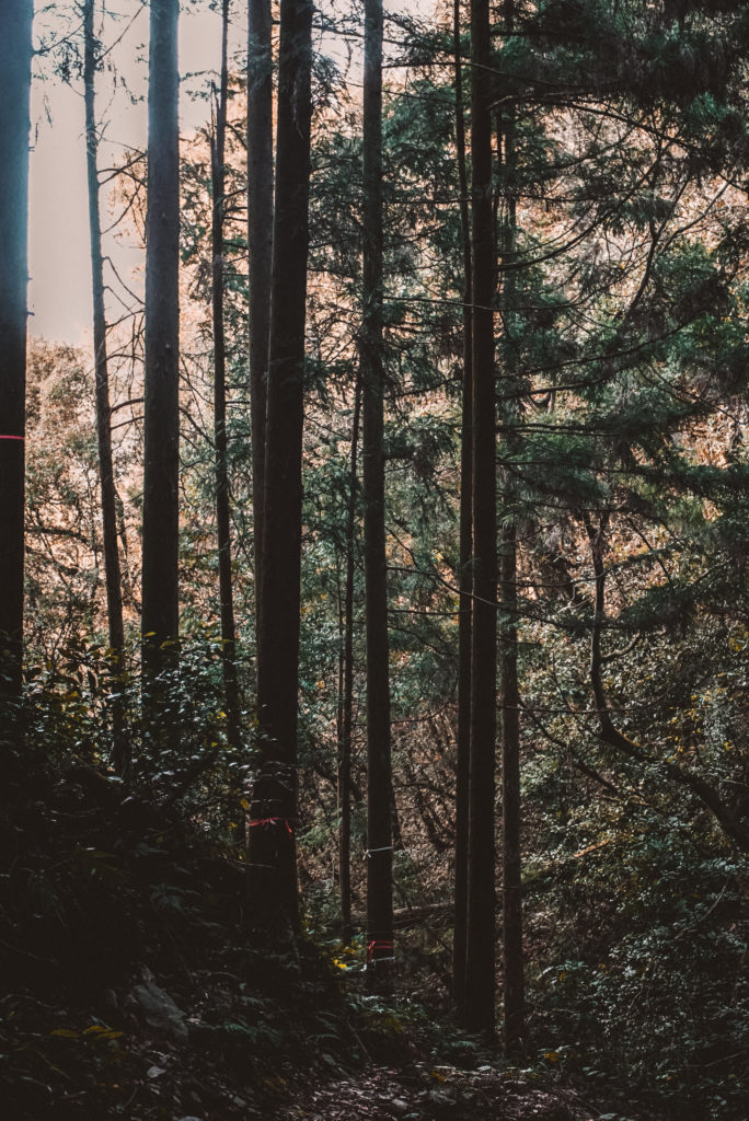 Forest in Saijo, Ehime