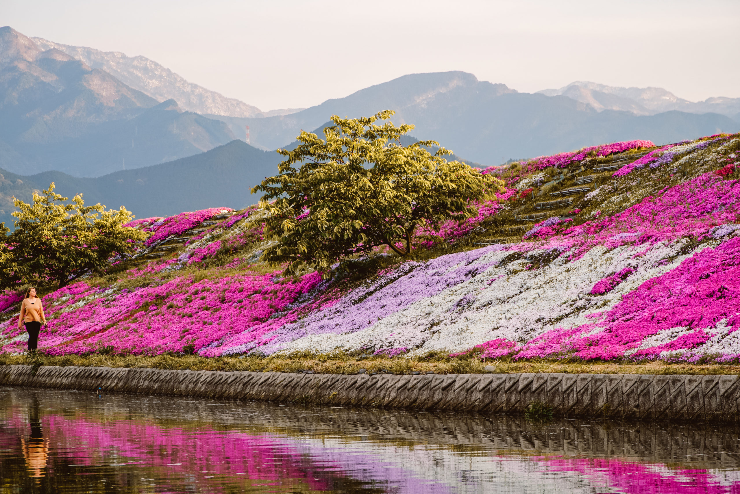 Ishizuchi Mountain and flower wall in Saijo, Ehime