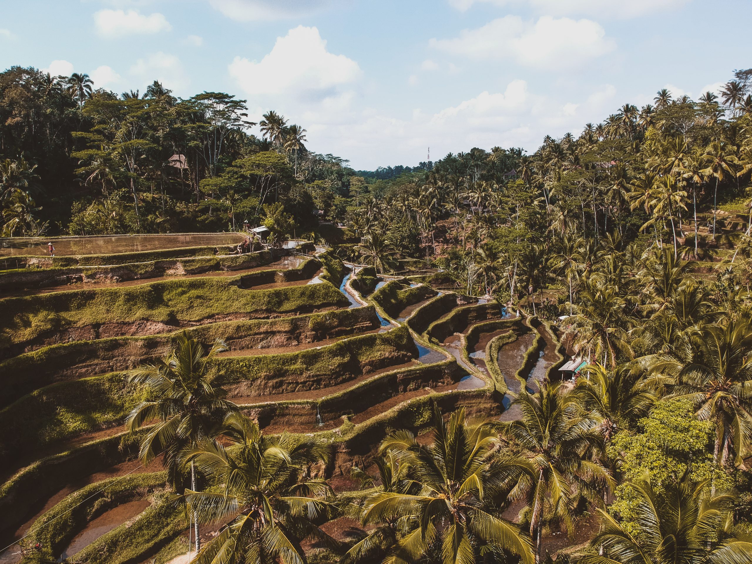 Tegalalang Rice Fields in Ubud, Bali
