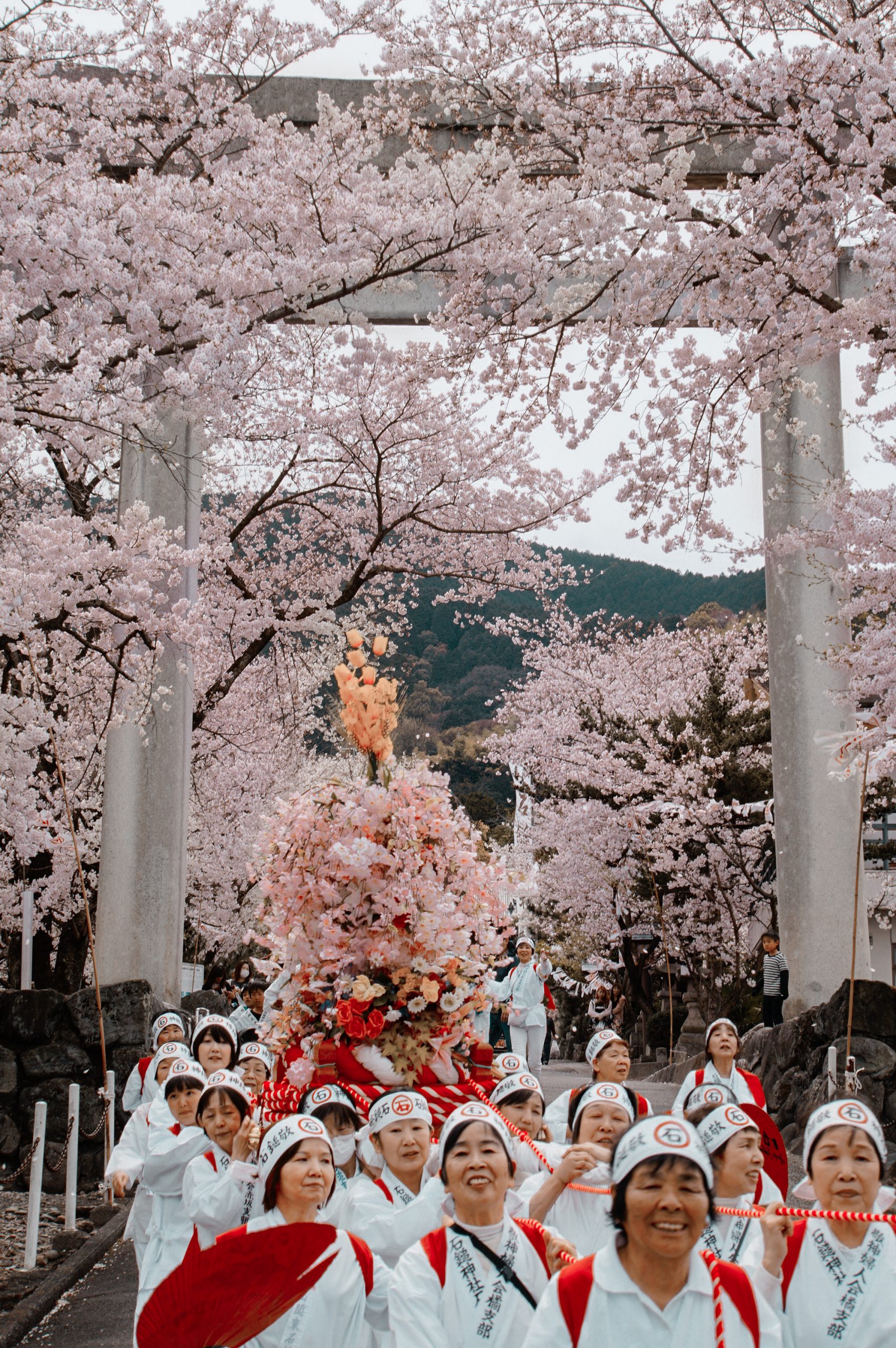 Sakura season in Saijo, Ehime
