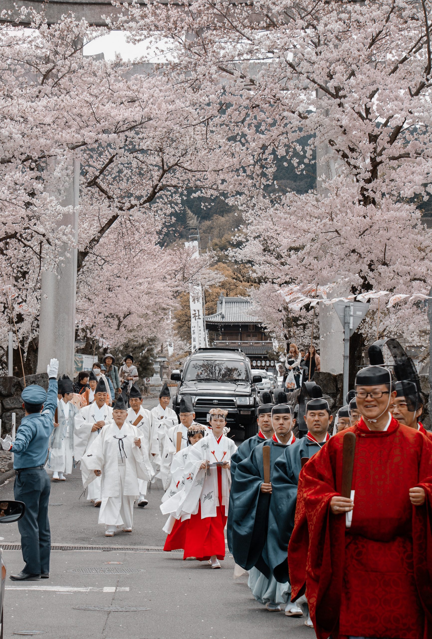 Sakura season in Saijo, Ehime