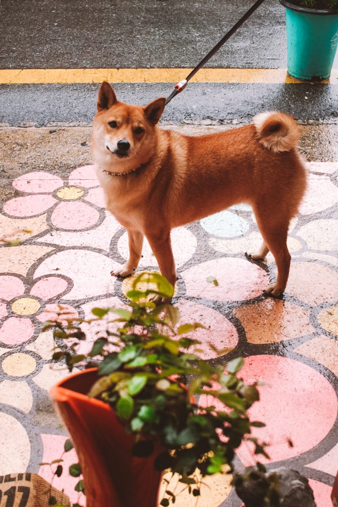 a dog outside Soup 65 Degrees in Busan