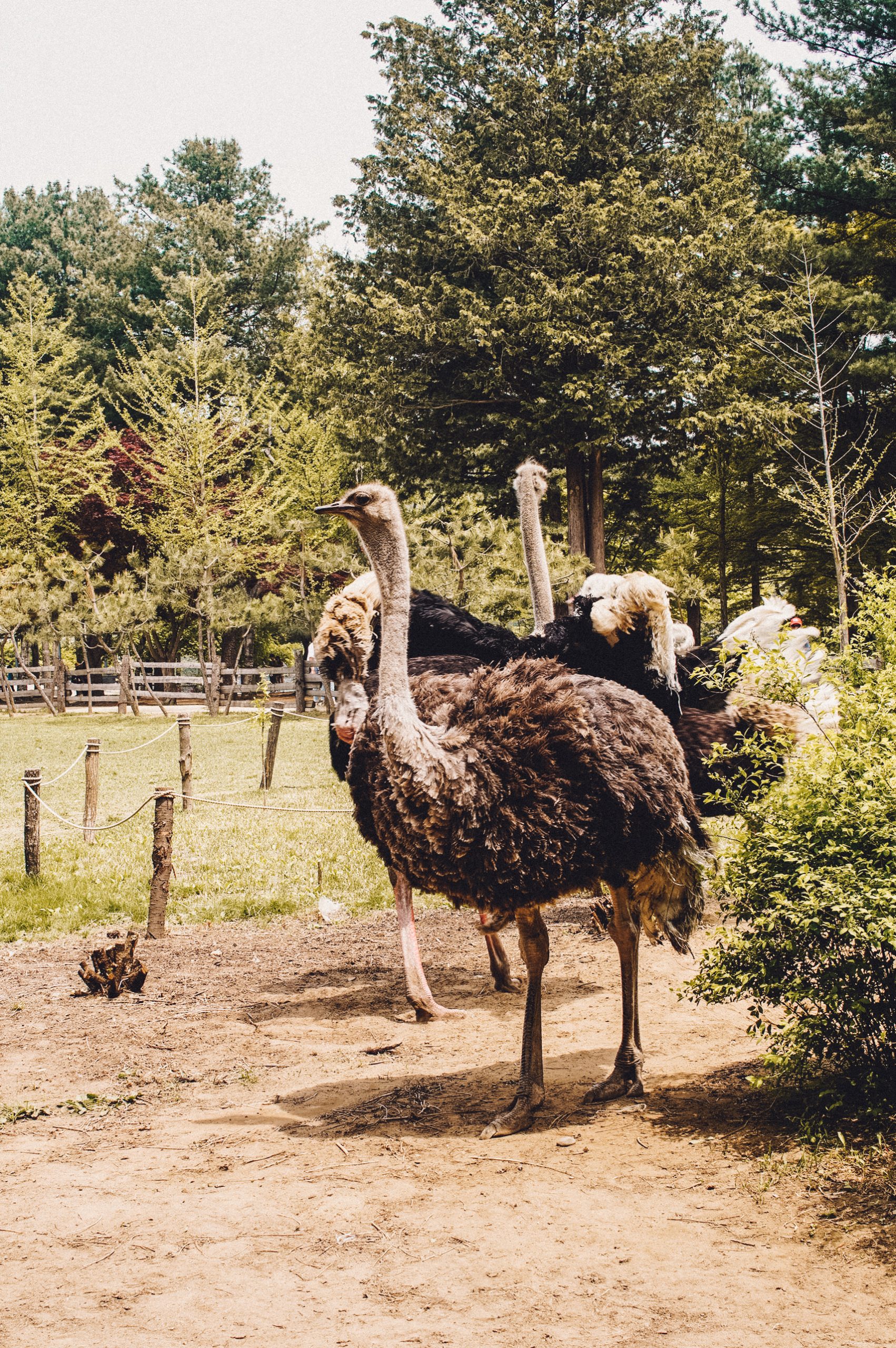 Nami Island zoo