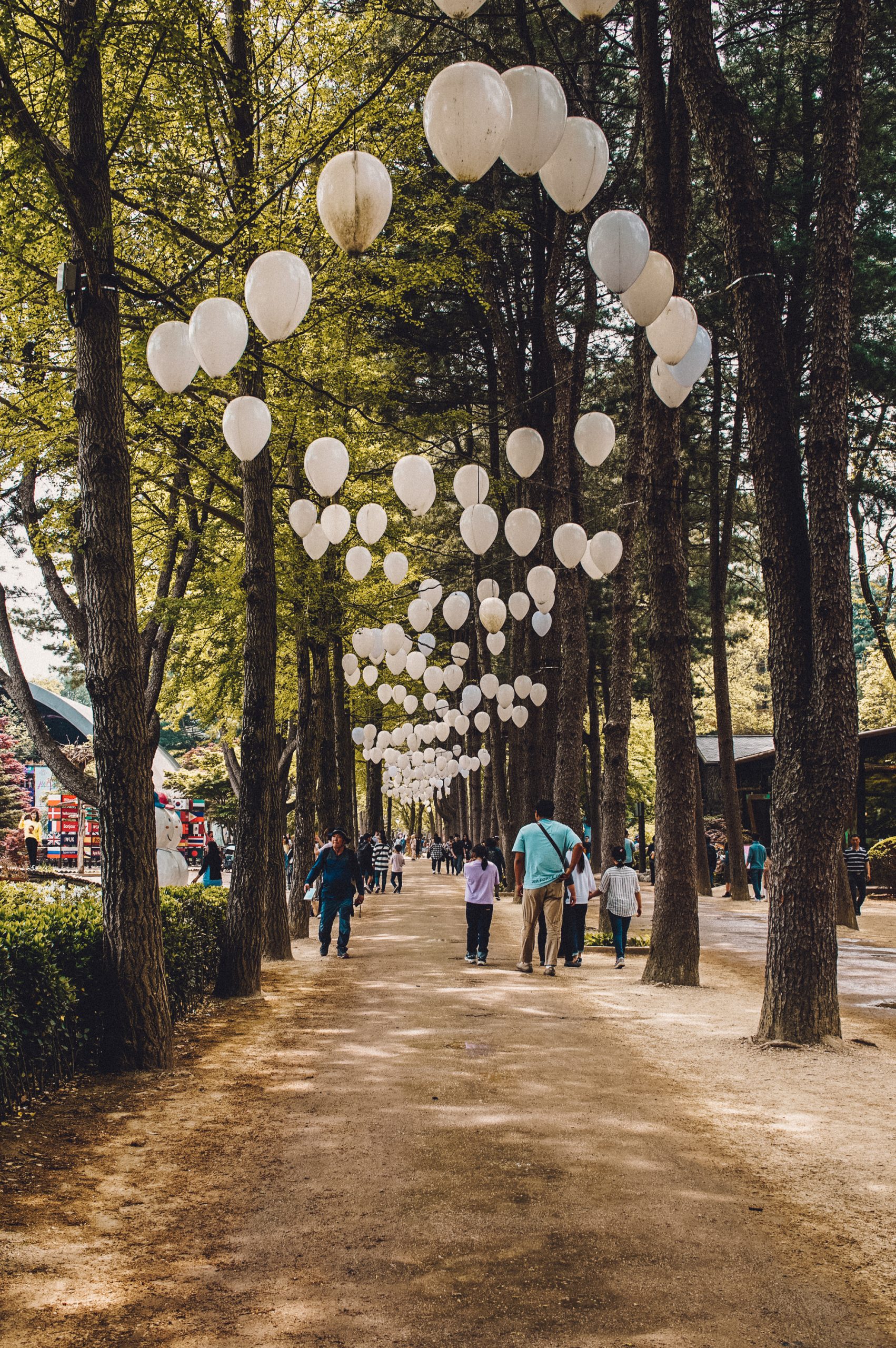 Nami Island forest