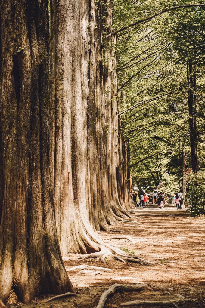 Nami Island redwoods forest