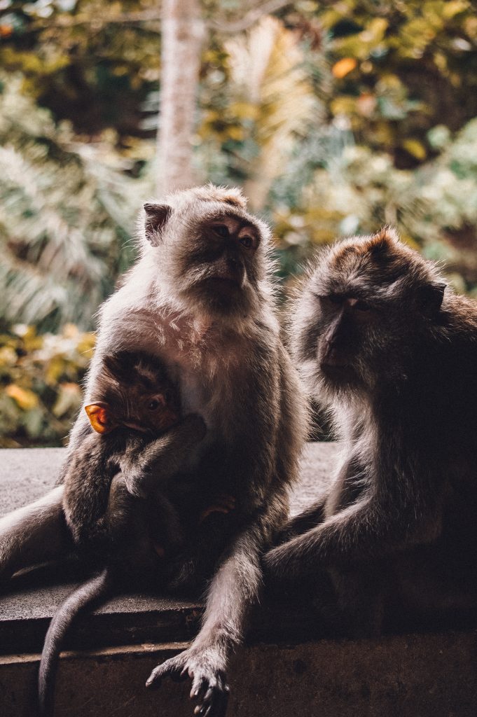 Monkeys at Ubud Monkey Forest in Bali