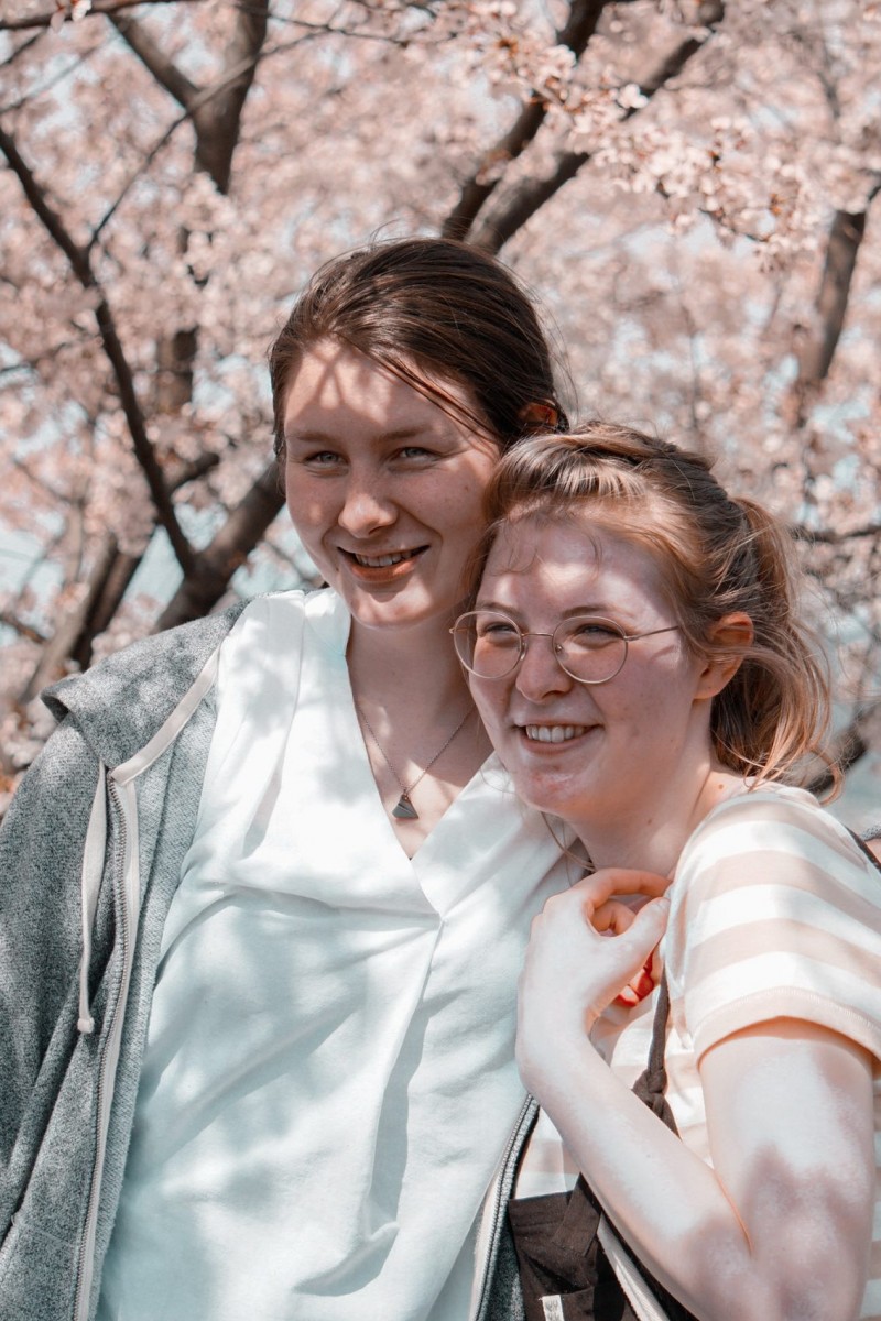 Sakura season in Saijo, Ehime